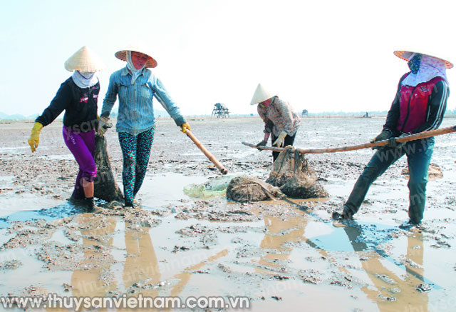 giám sát vệ sinh an toàn thực phẩm trong thu hoạch nhuyễn thể hai mảnh vỏ